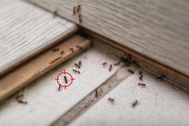 Flea Control Services in Jamestown, OH