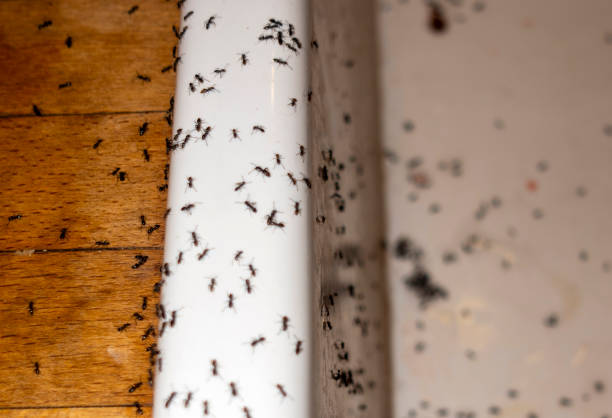 Best Mosquito Control Services  in Jamestown, OH