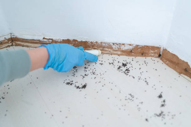 Insect Control in Jamestown, OH
